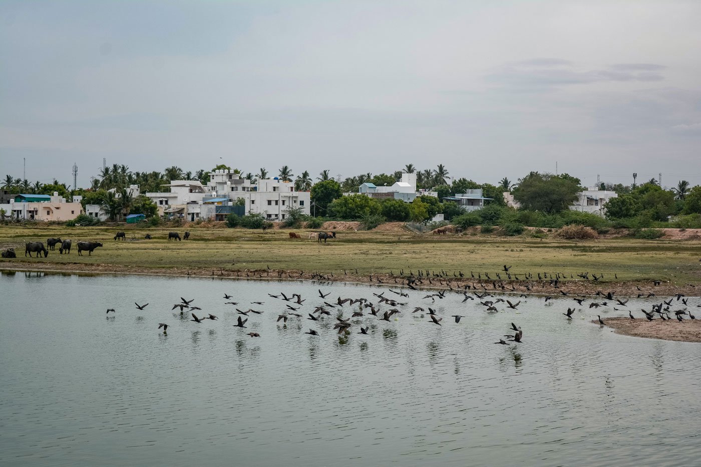 Neer kaagam (cormorant) is one of the most commonly sighted birds in the big lake in Jawaharlalpuram