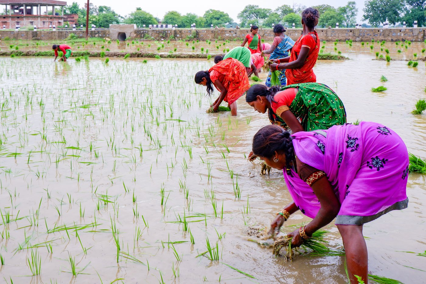 'We farm for nearly six months, but it does not give us any money in hand', says Anita Bhuiya (foreground, in purple)