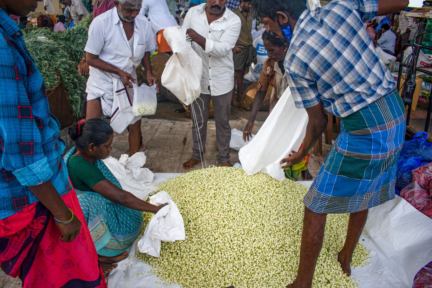 Farmers empty sacks full of Madurai malli at the flower market. The buds must be sold before they blossom