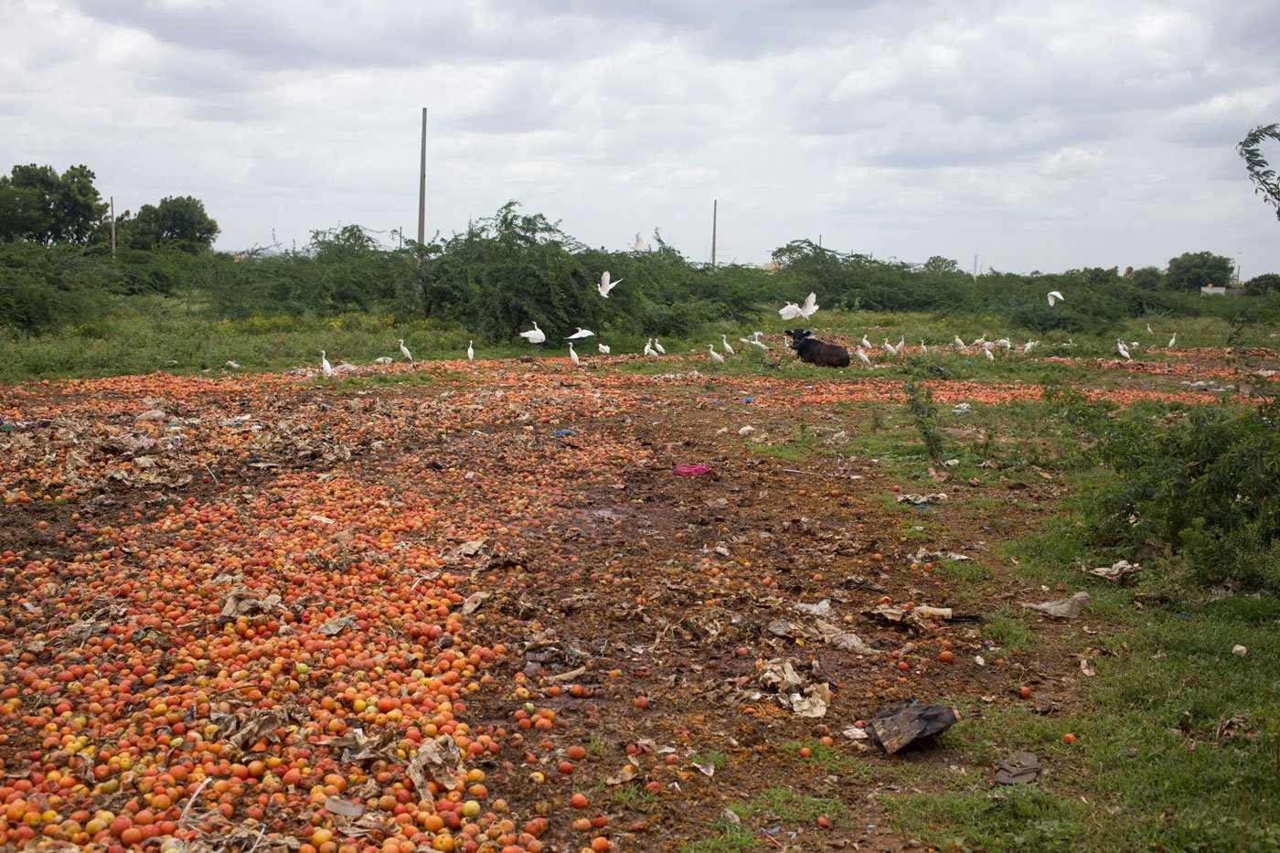 This field near the Anantapur tomato market yard serves as a dumping ground when prices dip