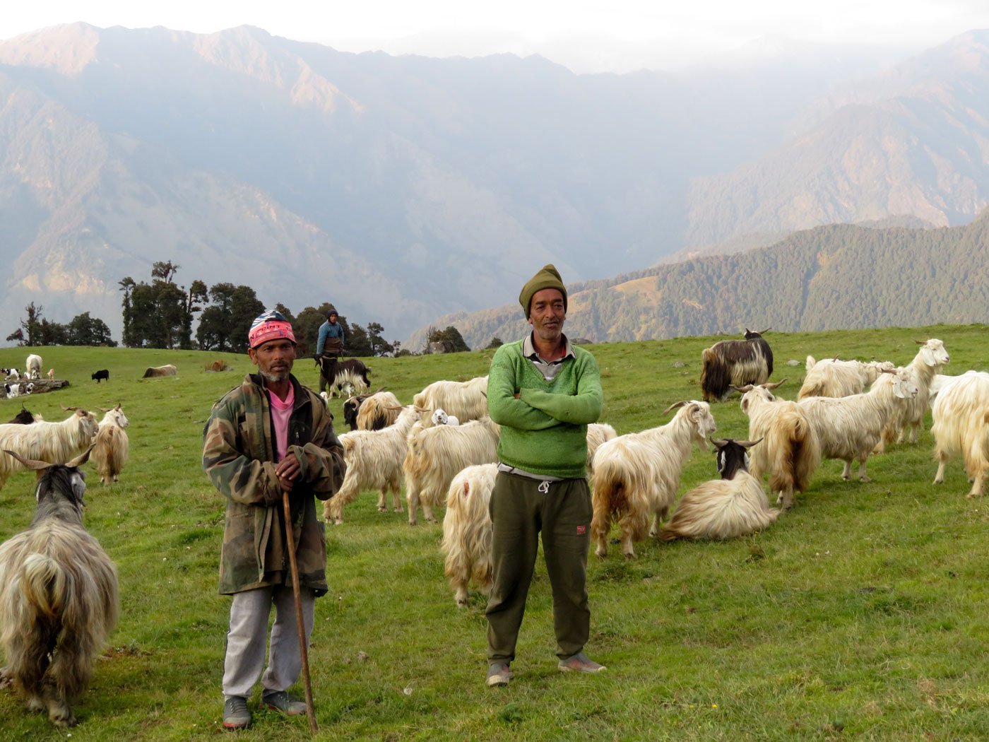 Guru Lal (left), Gaur Singh Thakur, and Vikas Dhondiyal (at the back) gathering the herd at sundown on the Gangotri range