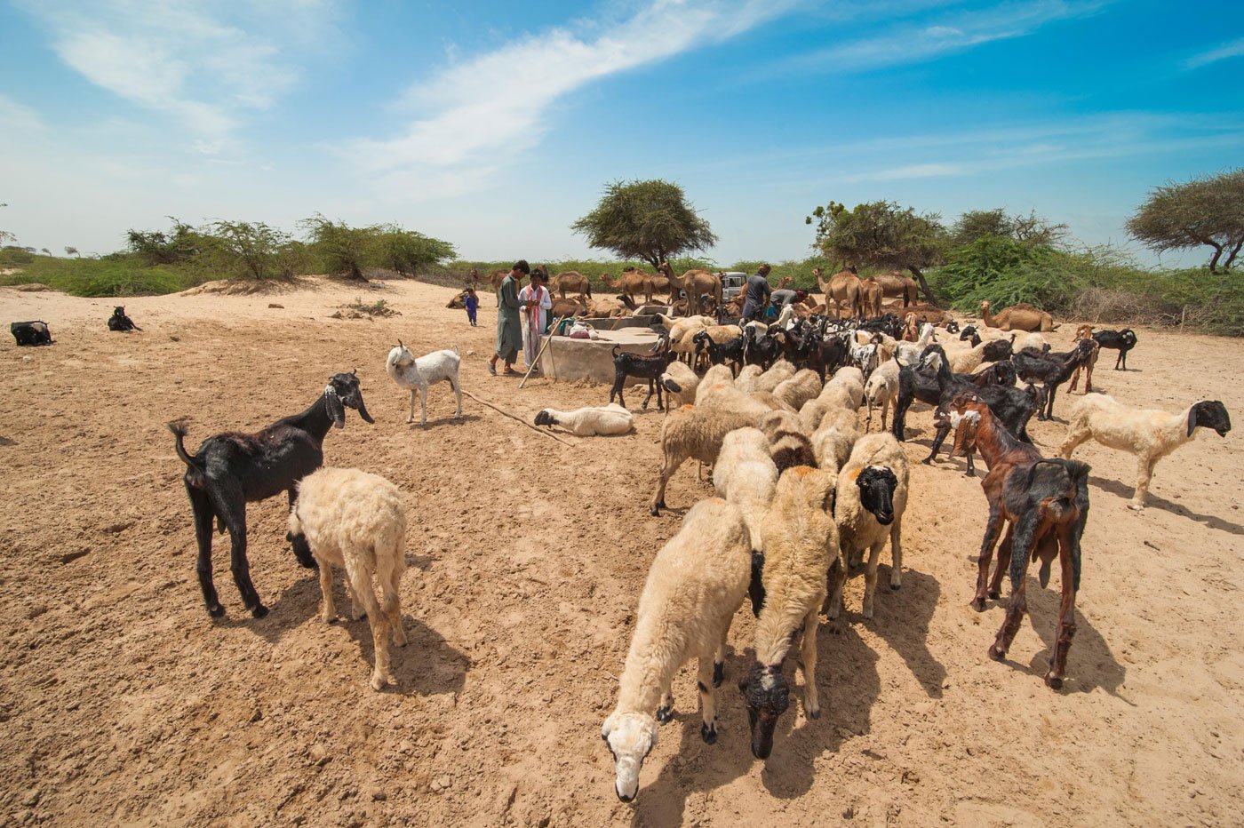 Kachchh Camel Herders Lockdown Last Straw