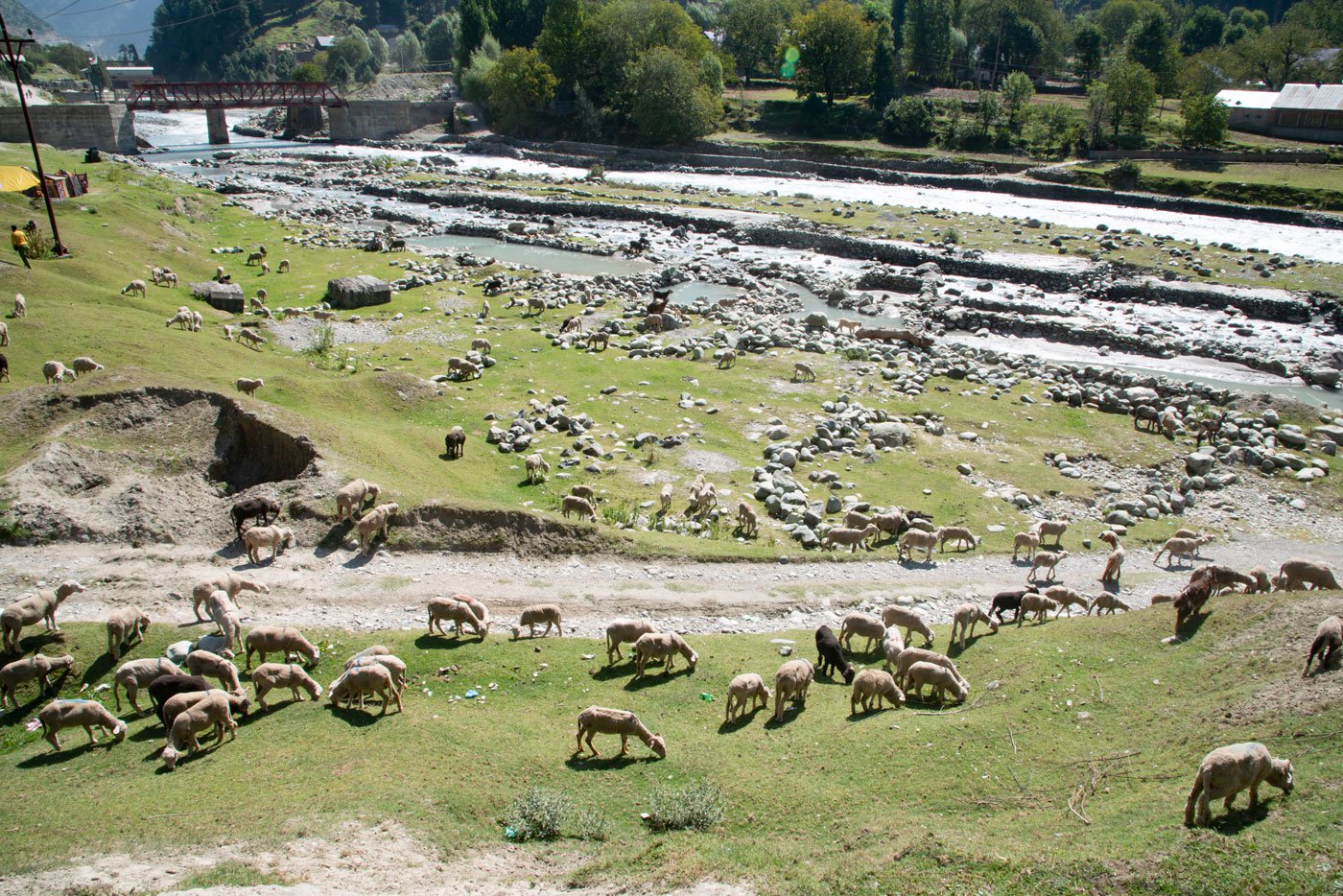 A flock of sheep grazing next to the Indus river. The Bakarwals move in large groups with their animals across the Himalayas in search of grazing grounds