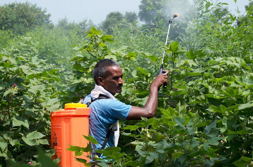 Farm labourer spraying pesticide on cotton