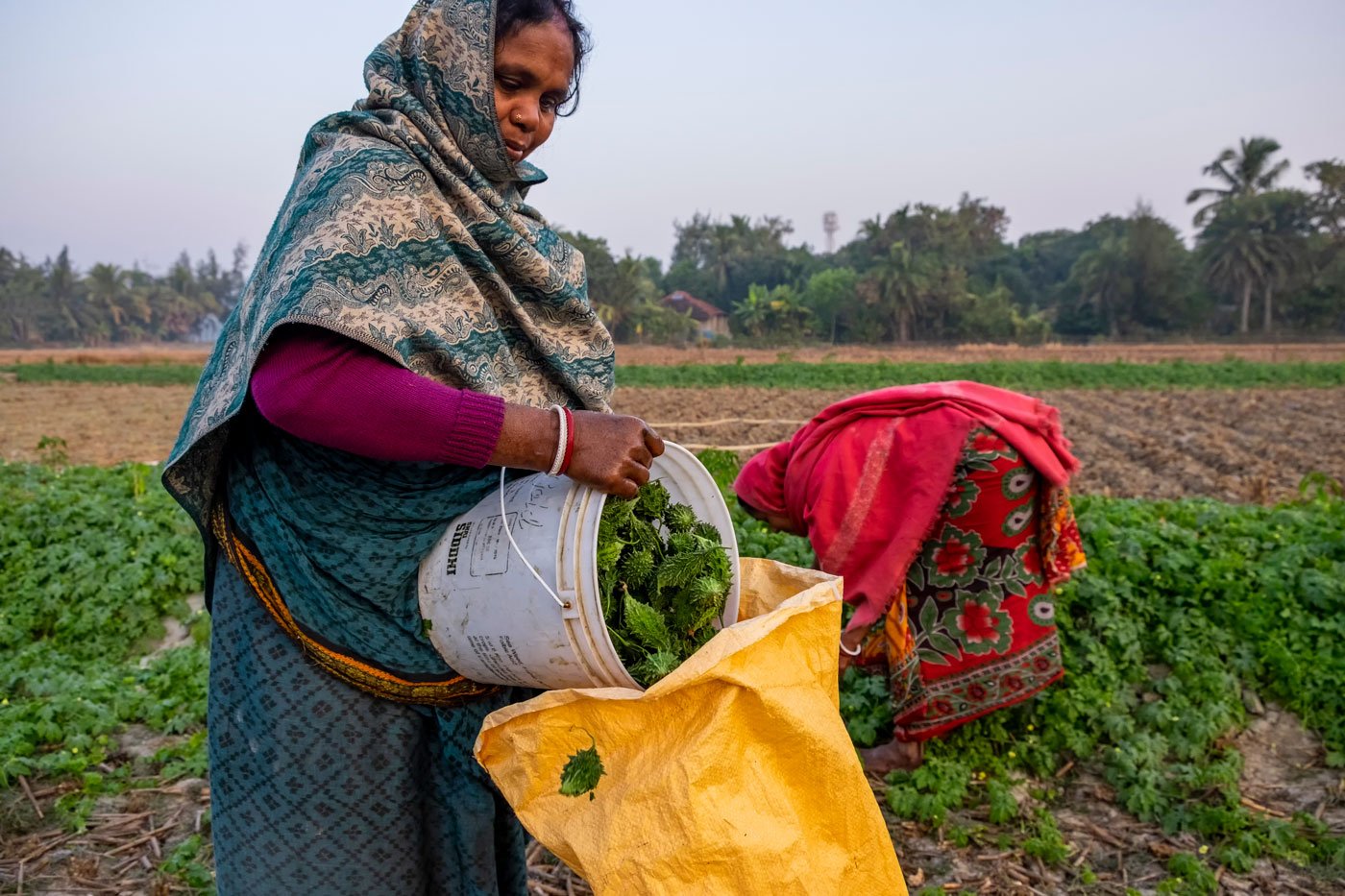While the nationwide lockdown is disrupting food supplies across the country, the people living on Mousani island in the Sundarbans are not worried: 'The vegetables and produce that used to go from here to markets on boats every day cannot be sent that way now', says Saral Das (right) of Bagdanga village on the island (file photos)
