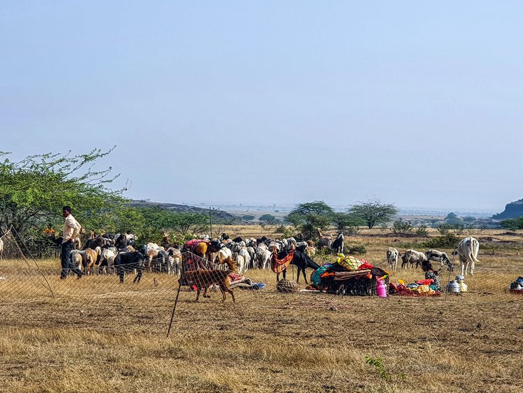 The grazing ground of Bhandgaon village in Pune, Maharashtra where Dhangar pastoralist Taibai Ghule comes often to graze her sheep and goats.