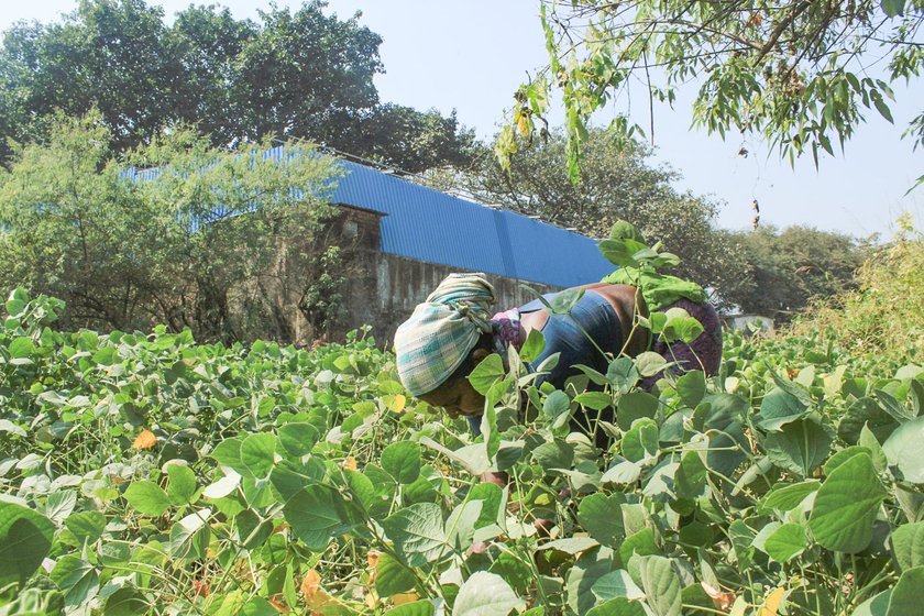 Suman harvesting the vaal (lima beans) in a field close to her home in Umela