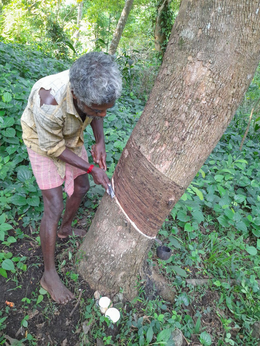Srirangan tapping rubber trees in his plantation in Surulacode village. He cuts a strip from the bark; latex flows into the black cup.