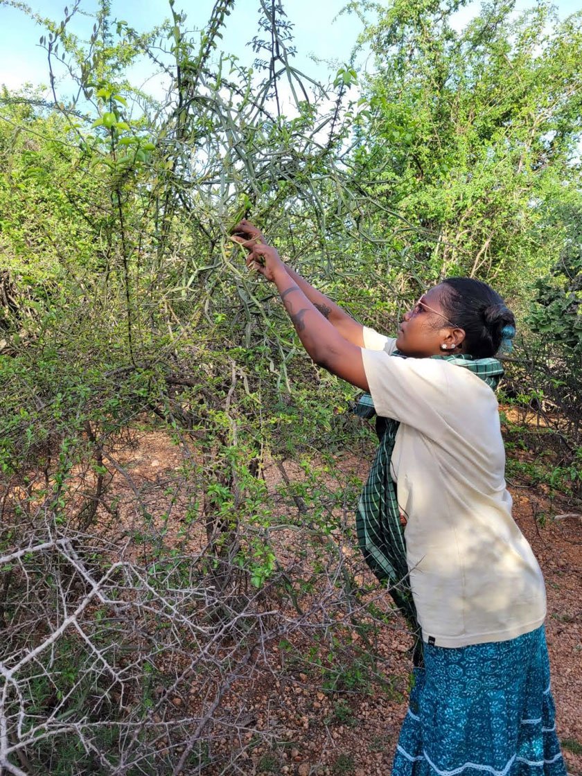 Pirandai grows in the scrub forests of Tirunelveli, Tamil Nadu