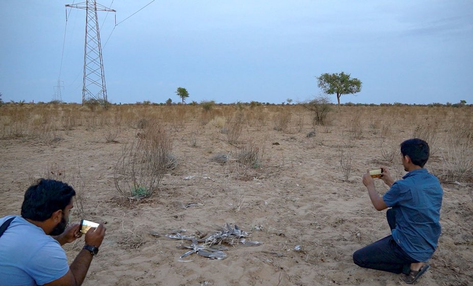Left: WII researcher, M.U. Mohibuddin and local naturalist, Radheshyam Bishnoi at the site on March 23, 2023 documenting the death of a Great Indian Bustard (GIB) after it collided with high tension power lines.