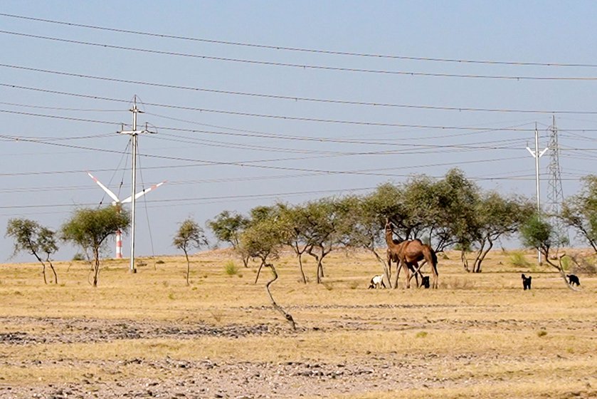 Left-Camels grazing in the Degray oran in Jaisalmer district.