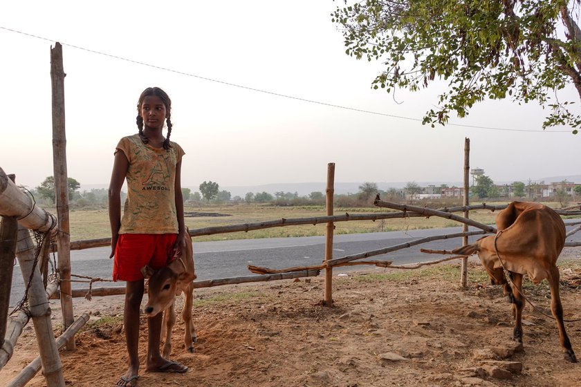 Kiran Devi, 15, gets up long before dawn to tend to the calves in the shed