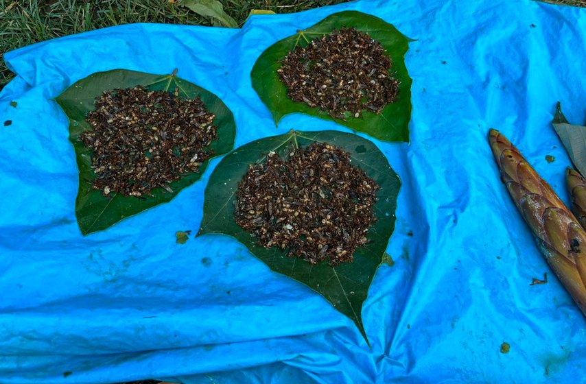 Left: A handful of ants sell for Rs. 20 at the Kanubari market.