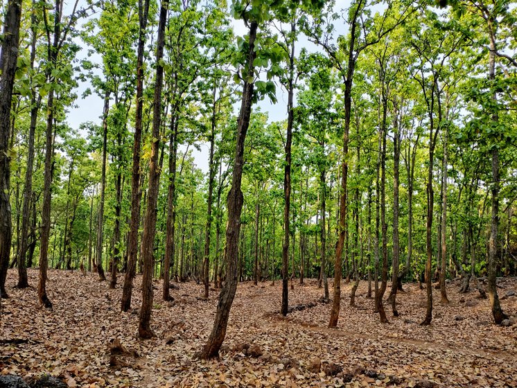 Members of the Mal Paharia community in Jharkhand rely on agriculture and forest produce for their survival. The community is one of the 32 scheduled tribes in the state, many of whom belong to Particularly Vulnerable Tribal Groups (PVTGs)