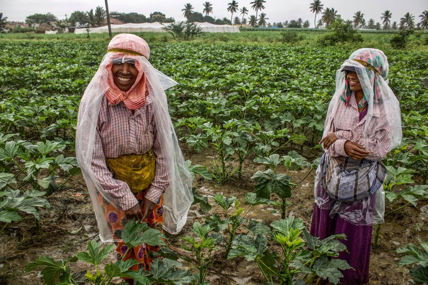 Mangala Harijan (left) and a coworker wear a plastic sheet to protect themselves from rain while hand pollinating okra plants.