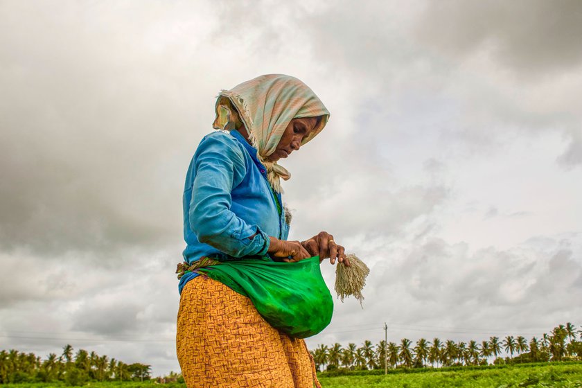 Ratnavva S. Harijan picks the gandu hoovu (' male flower') from the pouch tied to her waist to pollinate the okra flowers. She gently spreads the pollen from the male cone to the stigma and ties the flower with a thread held in her left hand to mark the pollinated stigma