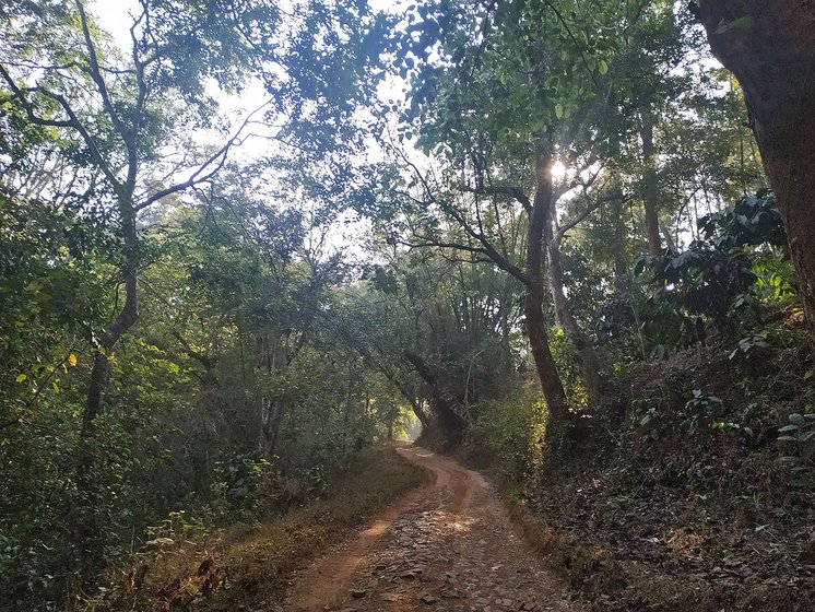 Shantini, 32, is a Kattunayakan adivasi who lives in Machikoli, a village in Devarshala taluk right next to the Mudumalai Tiger Reserve in Tamil Nadu’s mountainous Nilgiris district.  The route to her home is a narrow, steep and winding mud road that runs for two kilometers. 