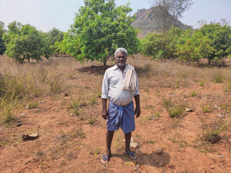 Marudupudi Nagaraju (left) is a mango farmer in Pomula Bheemavaram village of Anakapalli district . He says that the unripe fruits are dropping (right) due to lack of proper irrigation