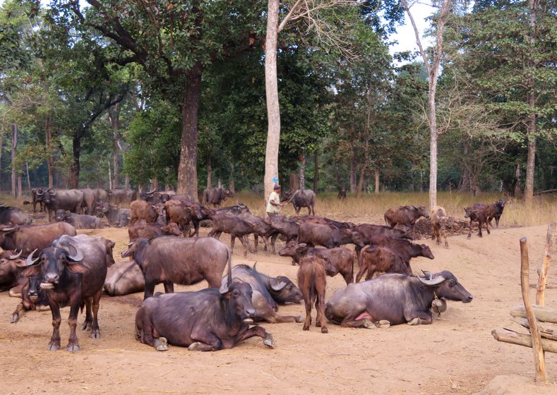 Vishalram Markam's buffaloes in the open area next to his home, waiting to head out into the forest.