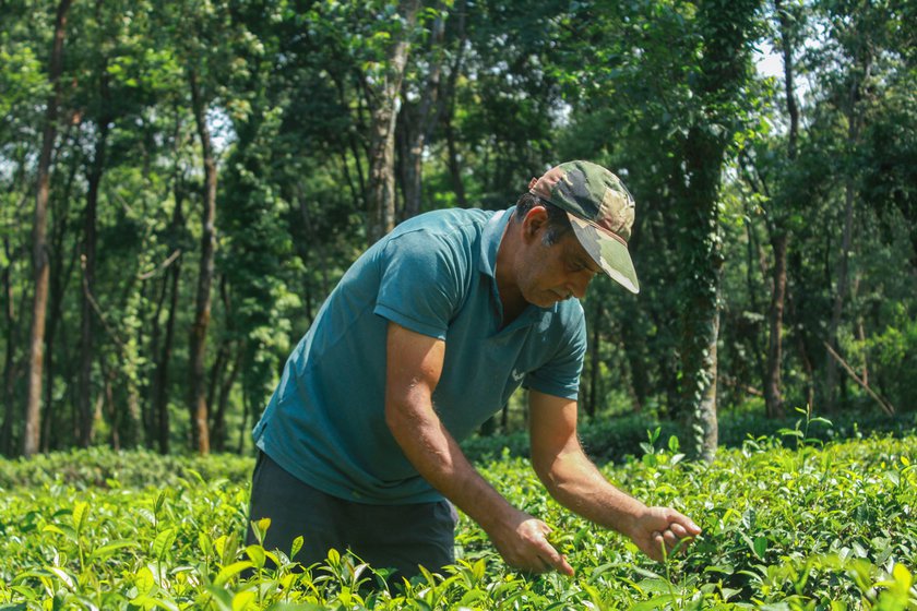 Rajinder searching for new leaves to pluck in the tea bushes. With his family (right), son Aryan and wife Sumna in their tea garden