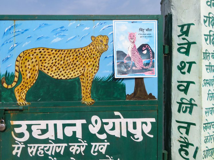 Chintu Cheetah poster