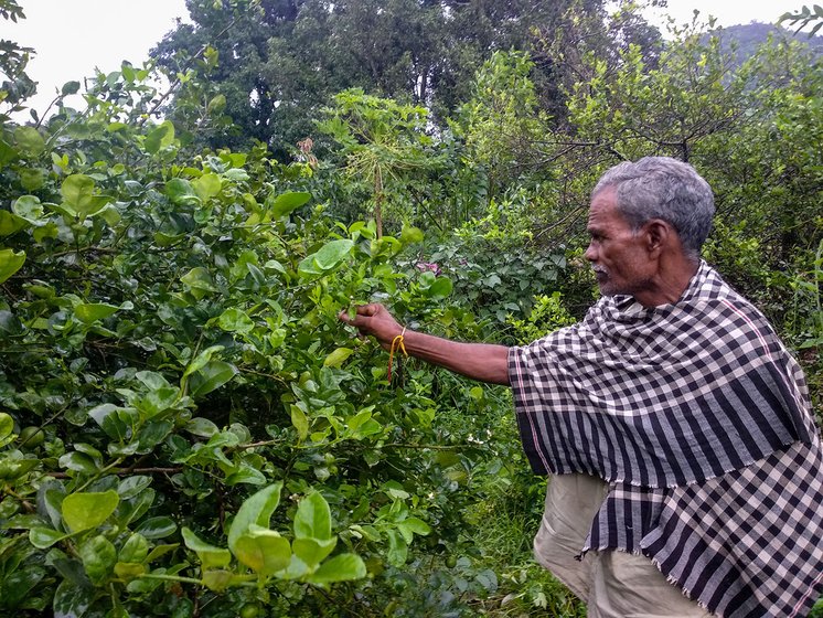 Mahendra's father, Lokanath looking at some plants