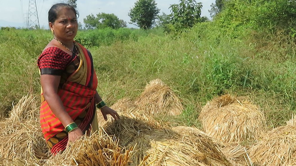 Nanda Gotarne drying paddy stalks; the accumulated water in her farm, which damaged the crop, remained after the stalks were cut (right)