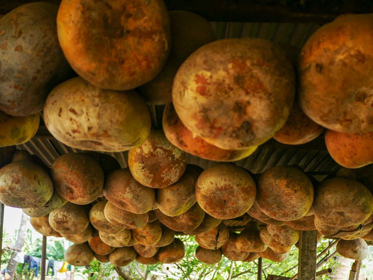 Left: Bhoplas [gourds] are used to make the base of the sitar. They are hung from the roof to prevent them from catching moisture which will make them unusable.