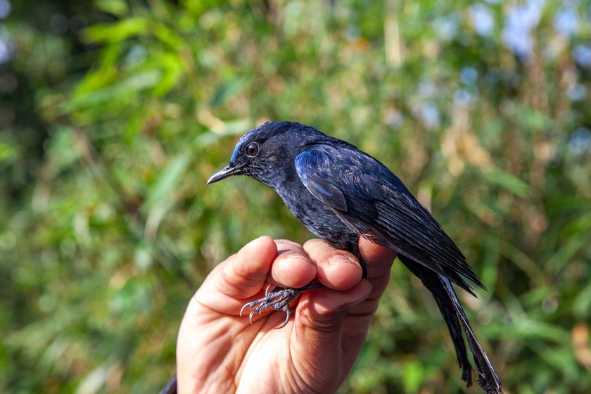 Left: The White-tailed Robin’s upper limit used to be 1,800 metres, but over the last three to four years, it has been found at 2,000 metres.