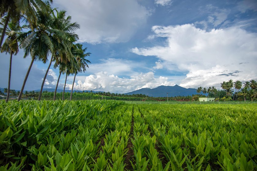 Two types of turmeric grow in Thiru Murthy's fields at the foothills of the Sathyamangalam hills in Erode.