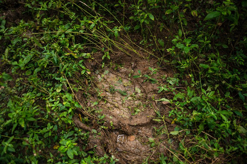 The large footprint of an elephant.