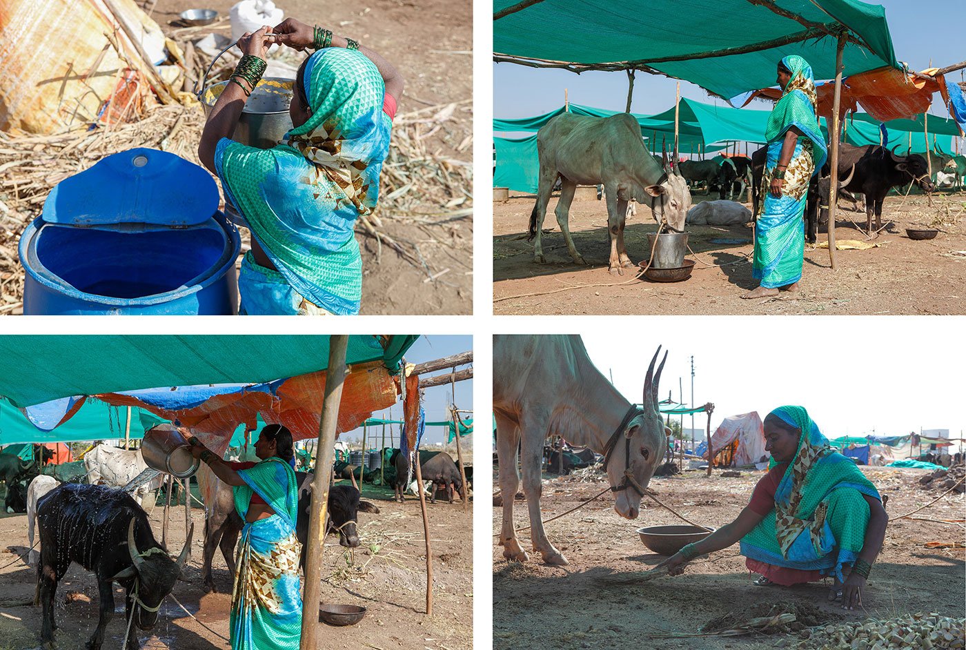 Top Left- Lakshmi filling water for her cattle from a drum next to her tent
Top Right - Lakhshmi making her cow drink water
Bottom Left - Lakshmi pouring water on the cow, presumably to cool it down
Bottom Right - Lakshmi sweeping dung into a pile to keep the area clean
