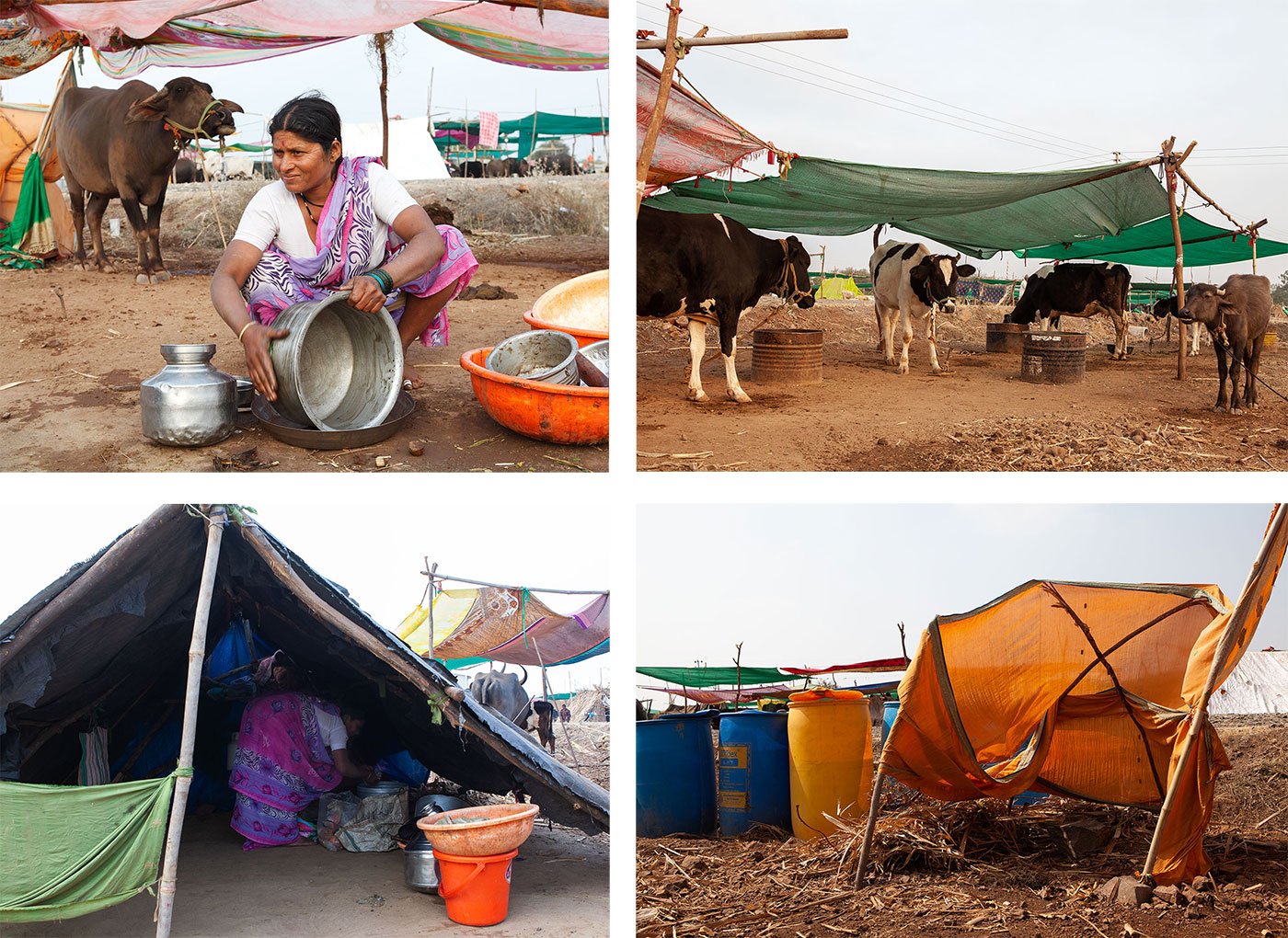 families-separated-by-the-search-for-fodder