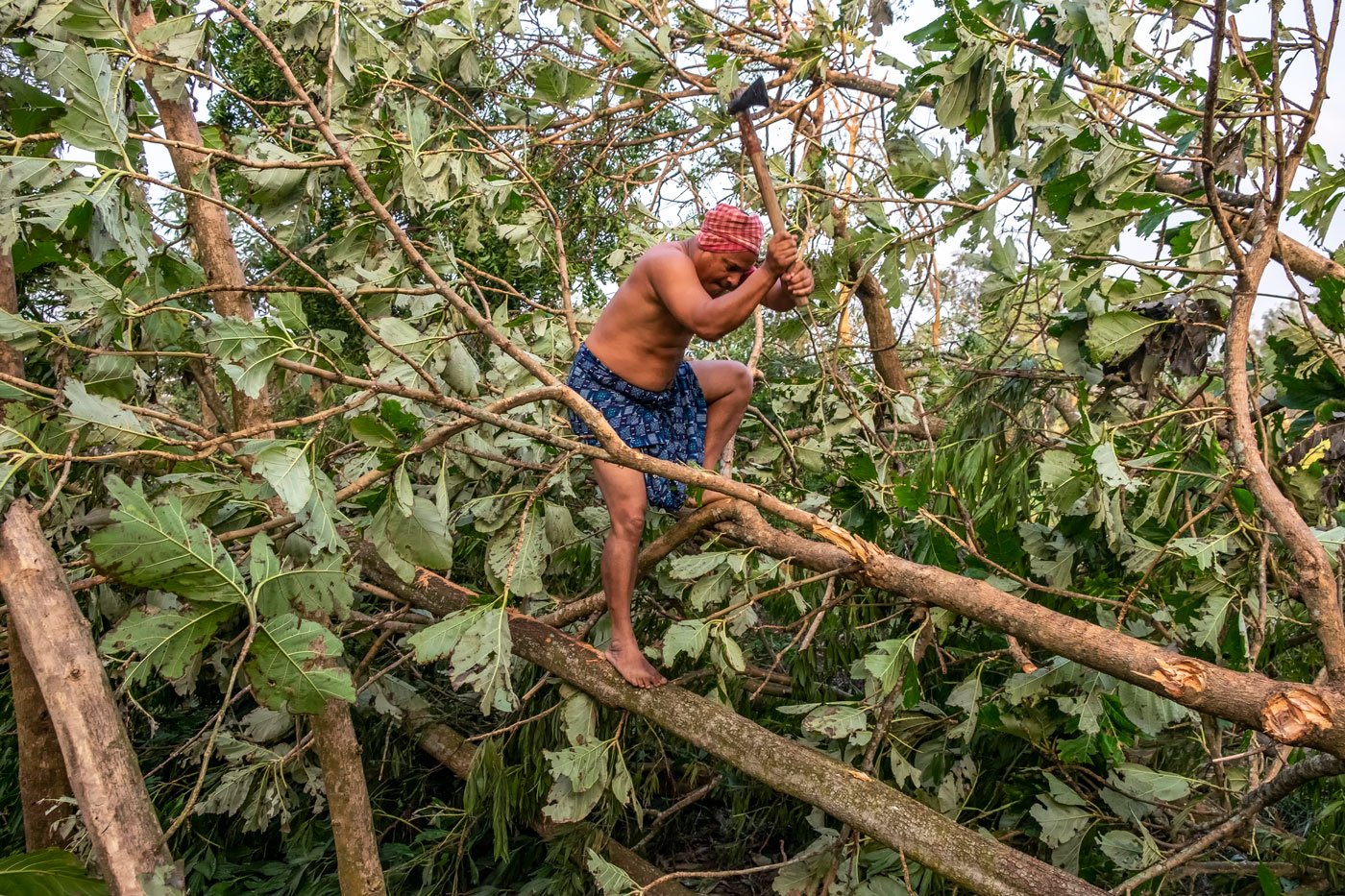 Sundarbans: Mousani eats better in lockdown