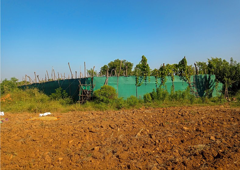 Paan fields are covered with a green synthetic net (left) in Kukdeshwar village of Neemuch district and so is Prakash Bundiwaal's paanwari (right)