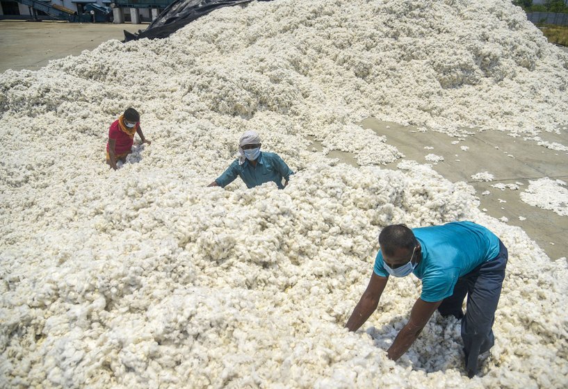 Seventy-year-old Kisan Sakhru Pawar is among countless farmers from across the country stuck with unsold cotton