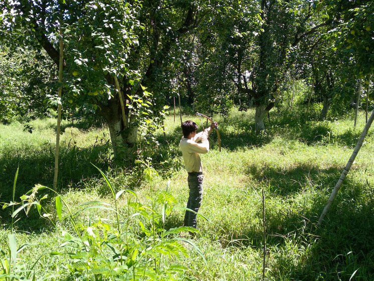 Suraj is aiming with a kaman at birds in the orchard