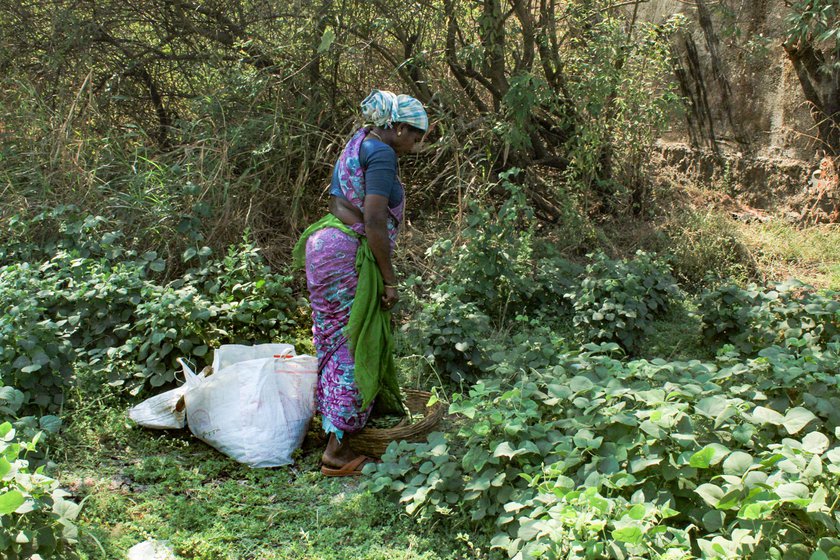 Suman harvesting the vaal (lima beans) in a field close to her home in Umela.