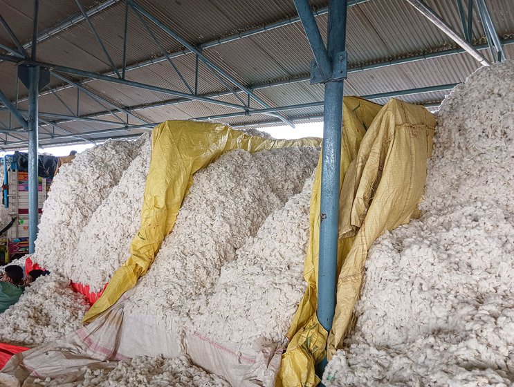 About Rs. 6 crore of cotton is purchased daily from Khargone's cotton mandi (right) from October-May