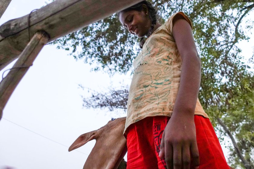 Kiran Devi, 15, gets up long before dawn to tend to the calves in the shed