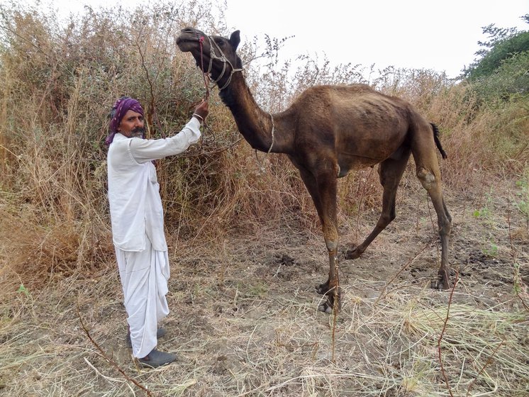 Left: The camels were detained and lodged in a confined space at the Gaurakshan Sanstha in Amravati district. Right: Kammabhai with Khamri, a young male camel who has not yet recovered from the shock of detention
