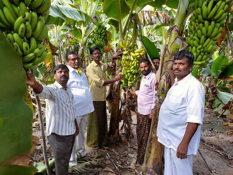 Tons of bananas were dumped in the fields of Anantapur (left), where activists and farm leaders (right) say they have collated details of the harvest in many villages

