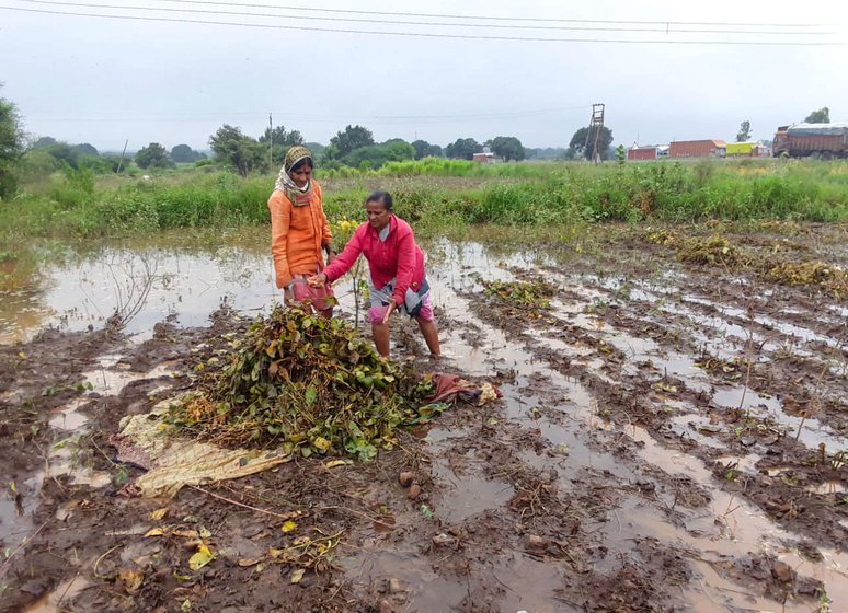 Left: Sharda Gund lost 50 quintals of soybean in the torrential rains of October 2020 in Osmanabad. Right: File photo of some farmers saving what was left of their crop