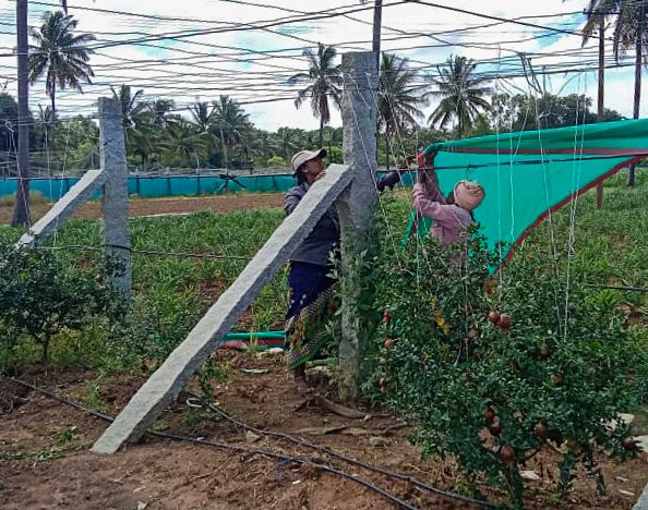 Farm labourers putting up a mesh (right)