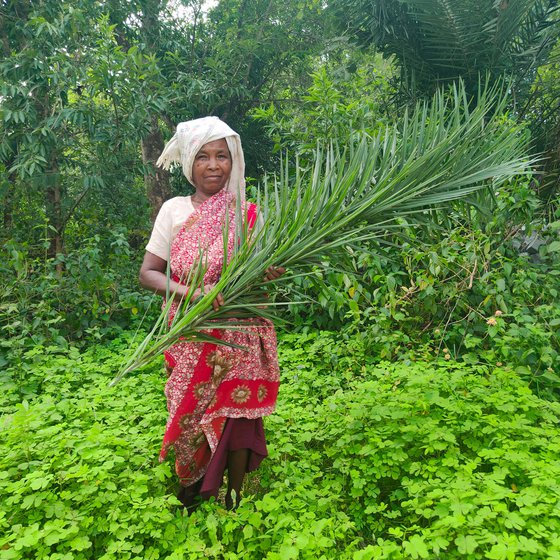 Jolen's chatais are made from the leaves of the date palm. She prefers to collect them herself from the forest, rather than buy from the market