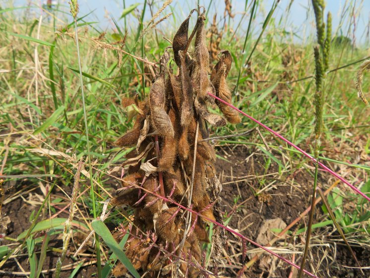 The soybean crops on Ashok Gatkal’s three acres were submerged for close to two weeks in October