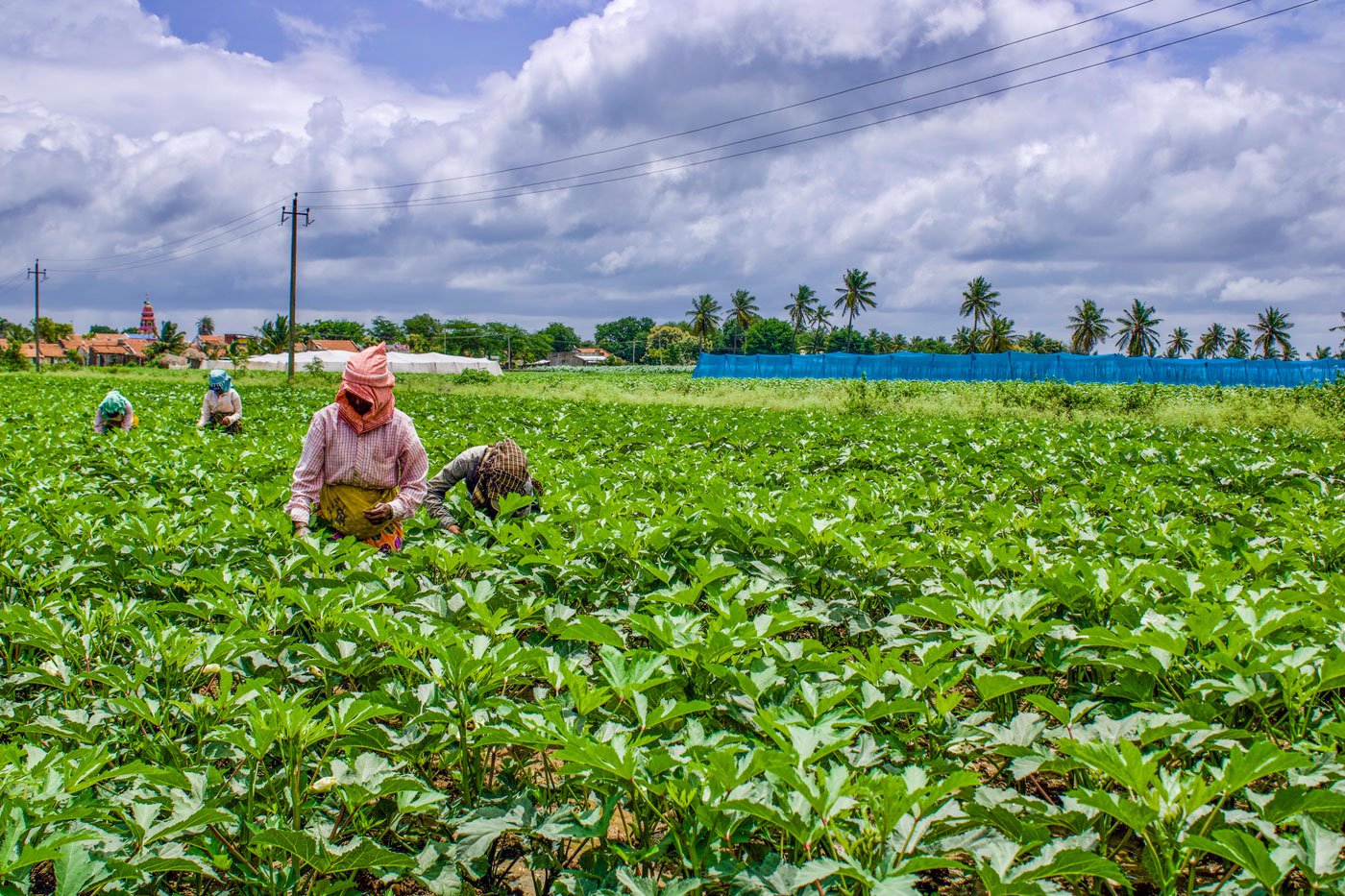 Mangala and other women from Menashinahal village in Ranibennur taluk, working at the okra farm in Konanatali, about 12 kilometres away