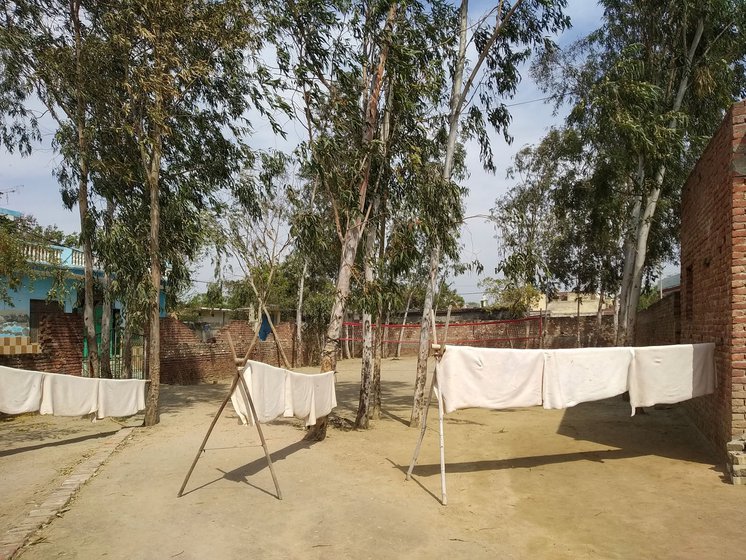 Right: In Babu Lal’s tannery where safed ka putthas have been left to dry in the sun. These are used to make the outer cover of leather cricket balls