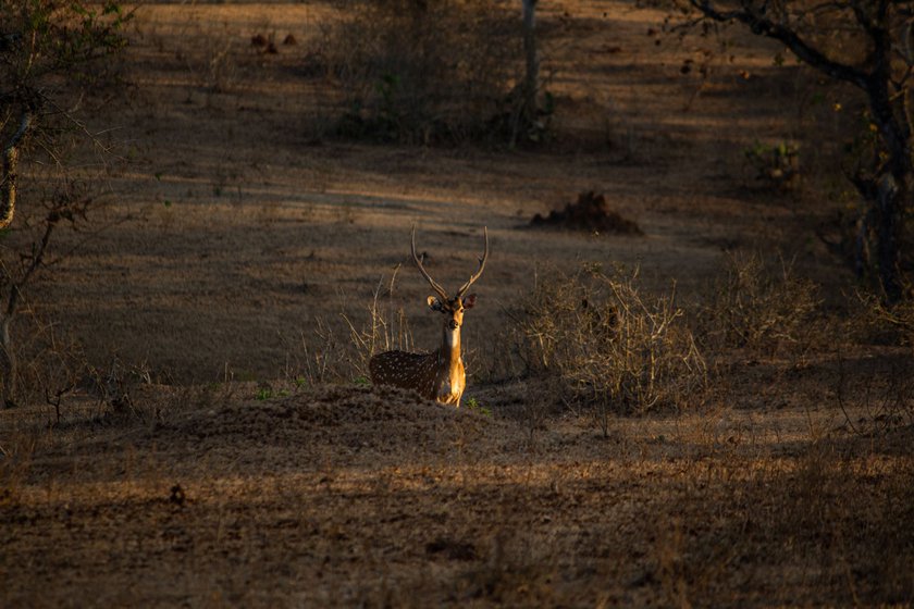 Right: After a dry spell in the forests, there is no grass for deer to graze