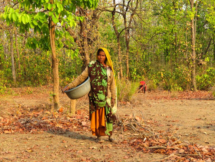 Left: Mahua flowers ready to drop off the trees near Parasi village. Right: Sukhrani Singh near her mahua trees in the buffer zone of Bandhavgarh Tiger Reserve